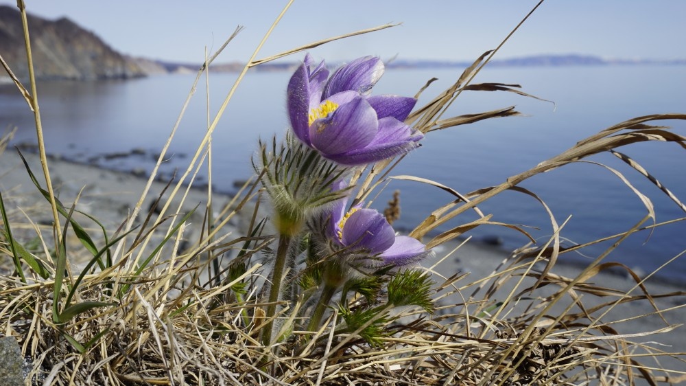 Сон - трава. Северный подснежник. Фото из интернета.