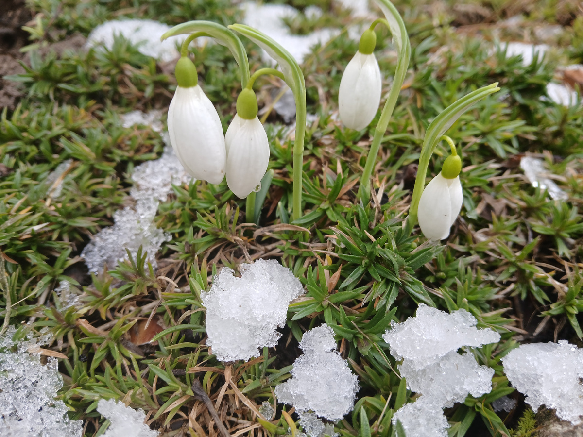 Галантус. фото автора