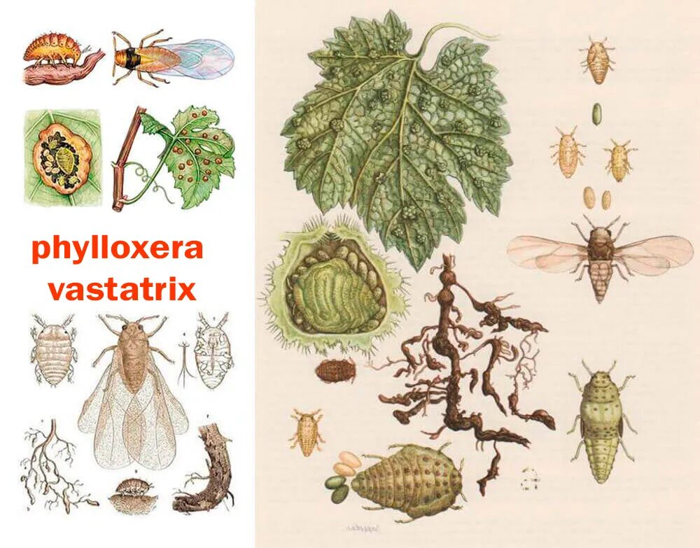 Эпидемия филлоксера, из-за которой Мальбек почти исчез в Бордо by caxap and wine