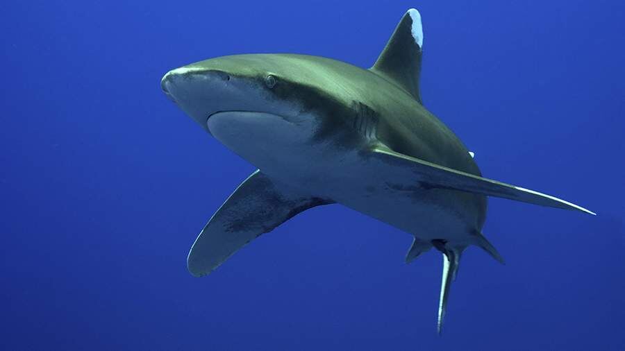    Фото: Global Look Press/Oliver Anlauf/imagebroker.com