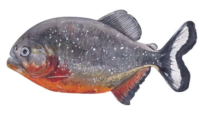 Pygocentrus nattereri