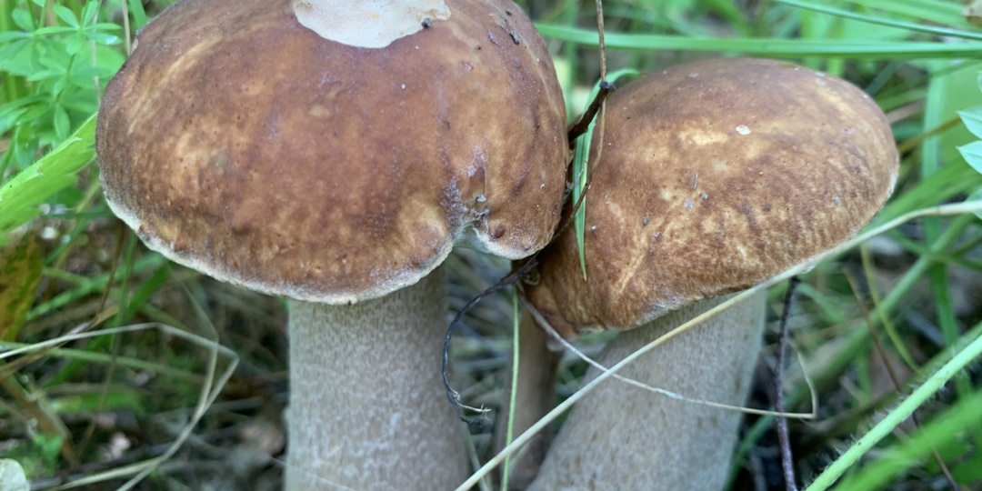 Мыть или не мыть шампиньоны? Вот секрет идеальных грибов — лучше запомнить раз и навсегда