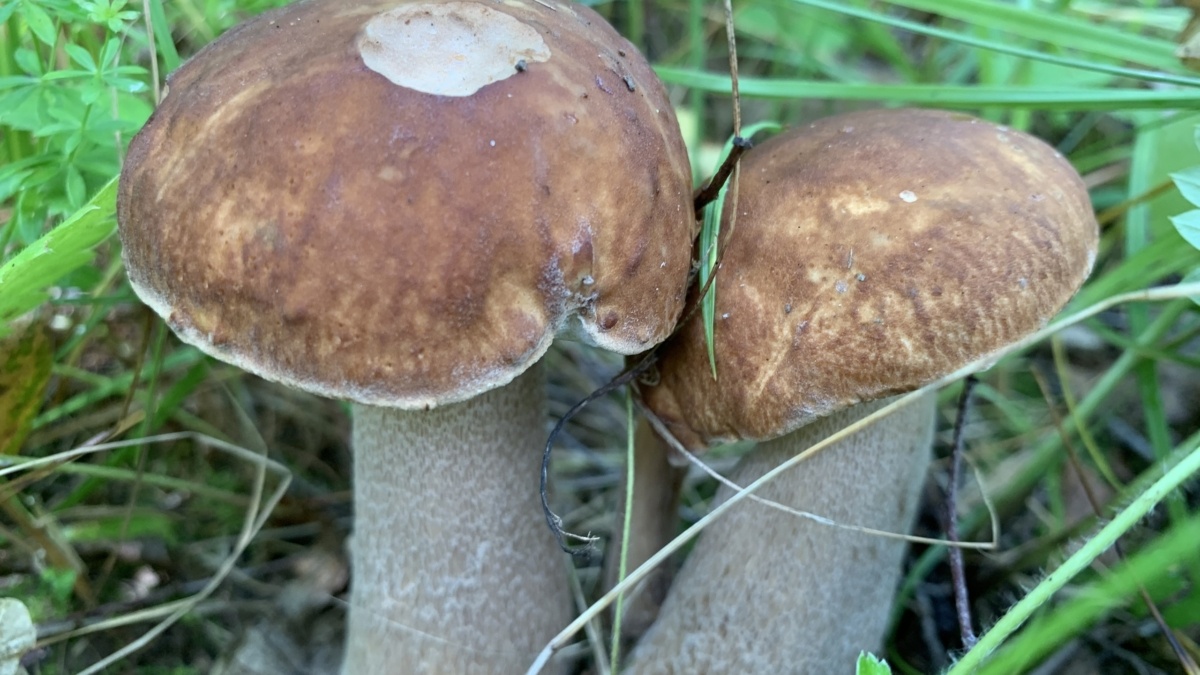 Собственное фото ИА SM-News📷
