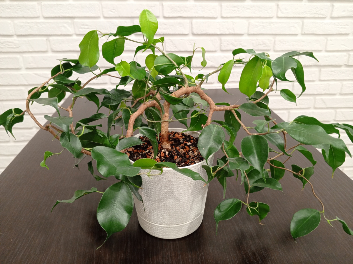 Вот такой мой фикус Вианди