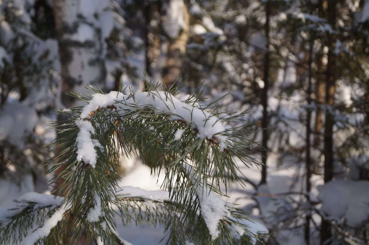 Sony a58+ китовый объектив 18\55