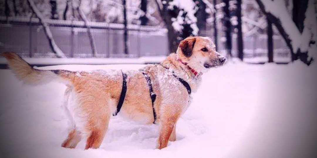Немецкая овчарка или лабрадор: какую собаку выбрать для семьи с детьми в 2025 году