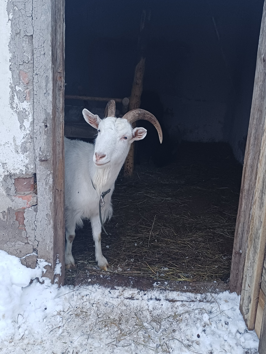 Коза Ленин молодец, сама на третьем месяце отлучает свою козу от молока.