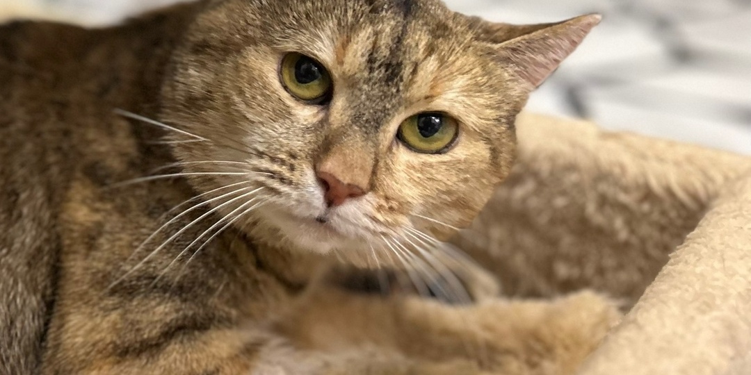 😽Мурочка надеется на чудо найти свой дом🏡💕