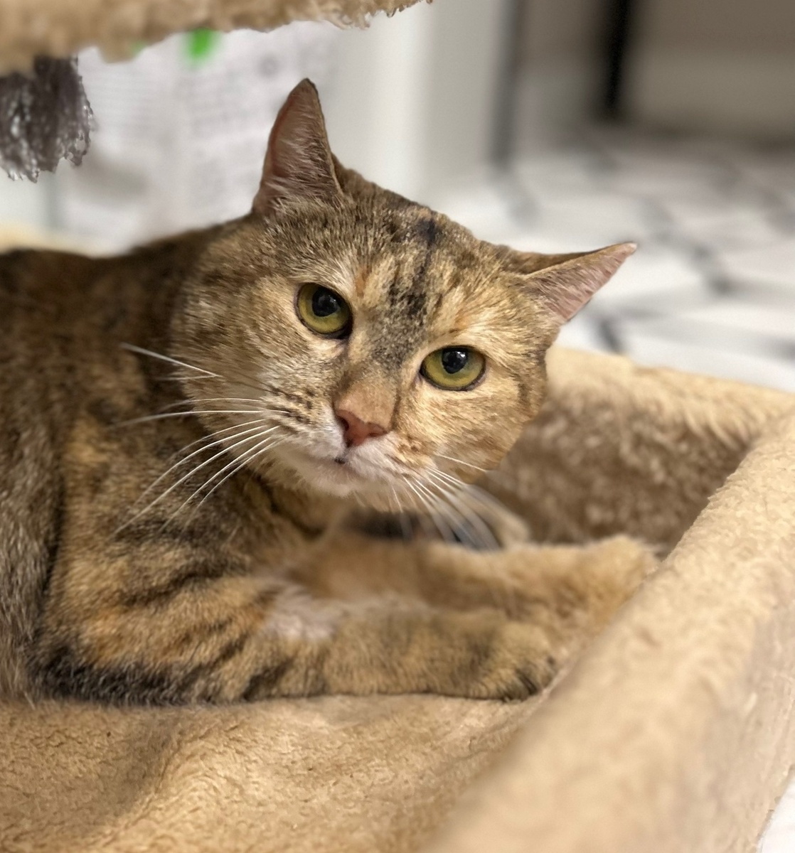 Ненавязчивая, аккуратная, дружелюбная, здоровая и умная кошечка надеется на чудо🏡