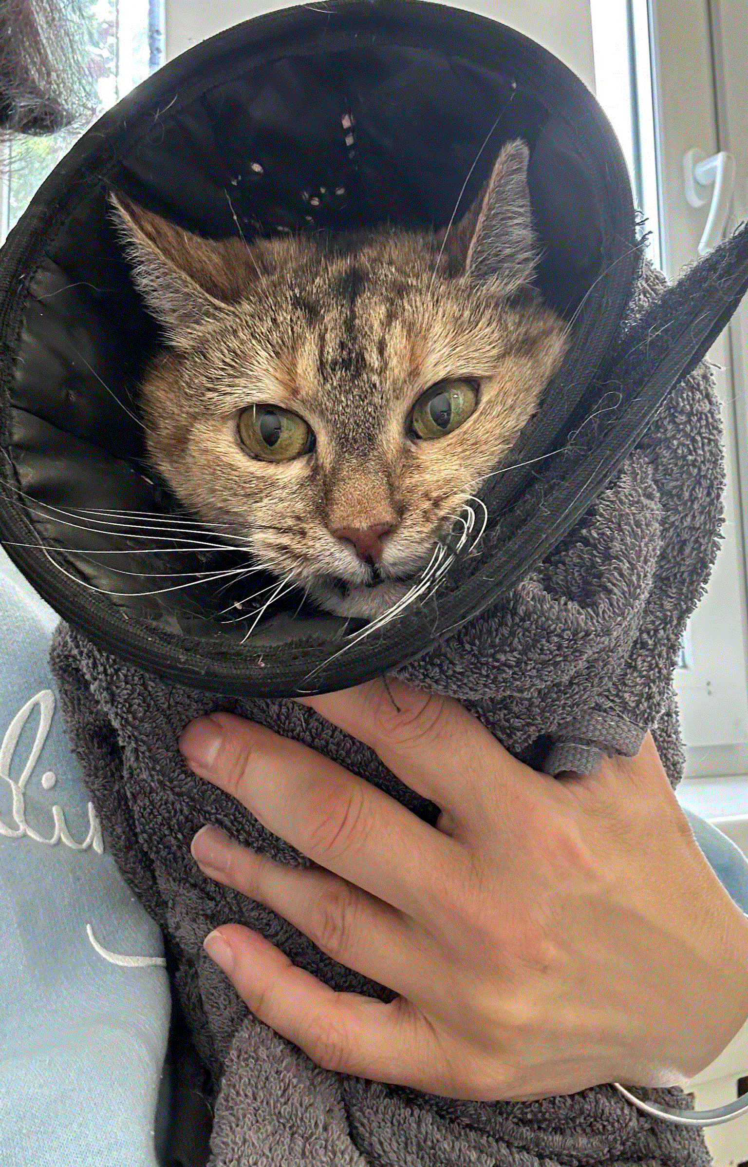 Ищет тихого, благодарного друга на долгие годы.🏡