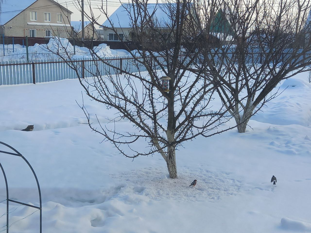 Кормушка, птички, кот-наблюдатель.