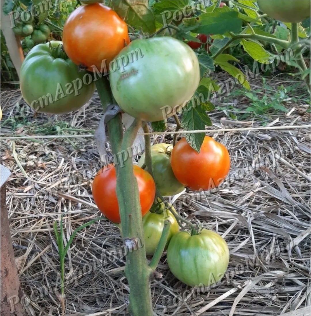 Фото с сайта