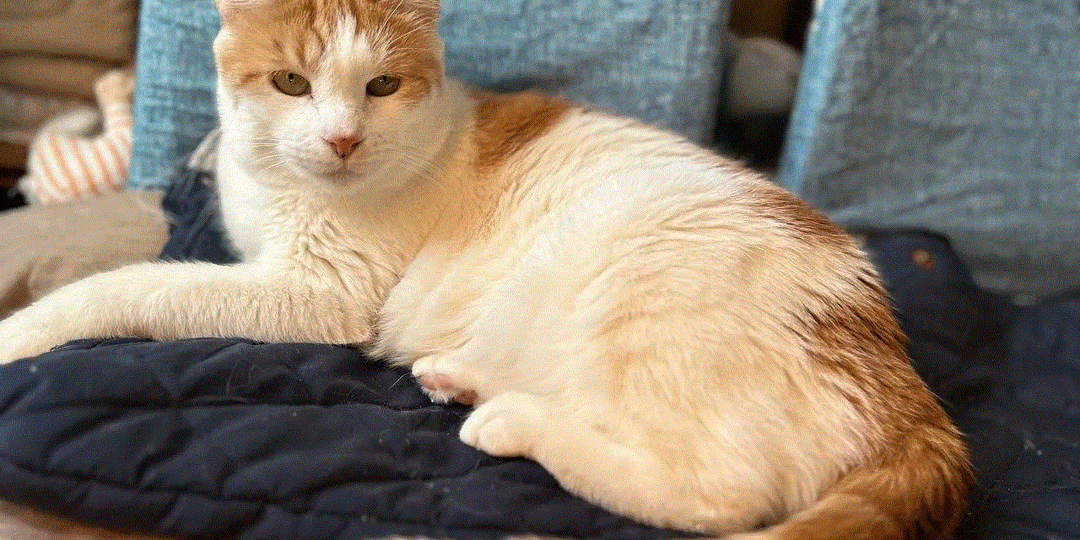 😽Котя не отчаивается найти свой дом🏡