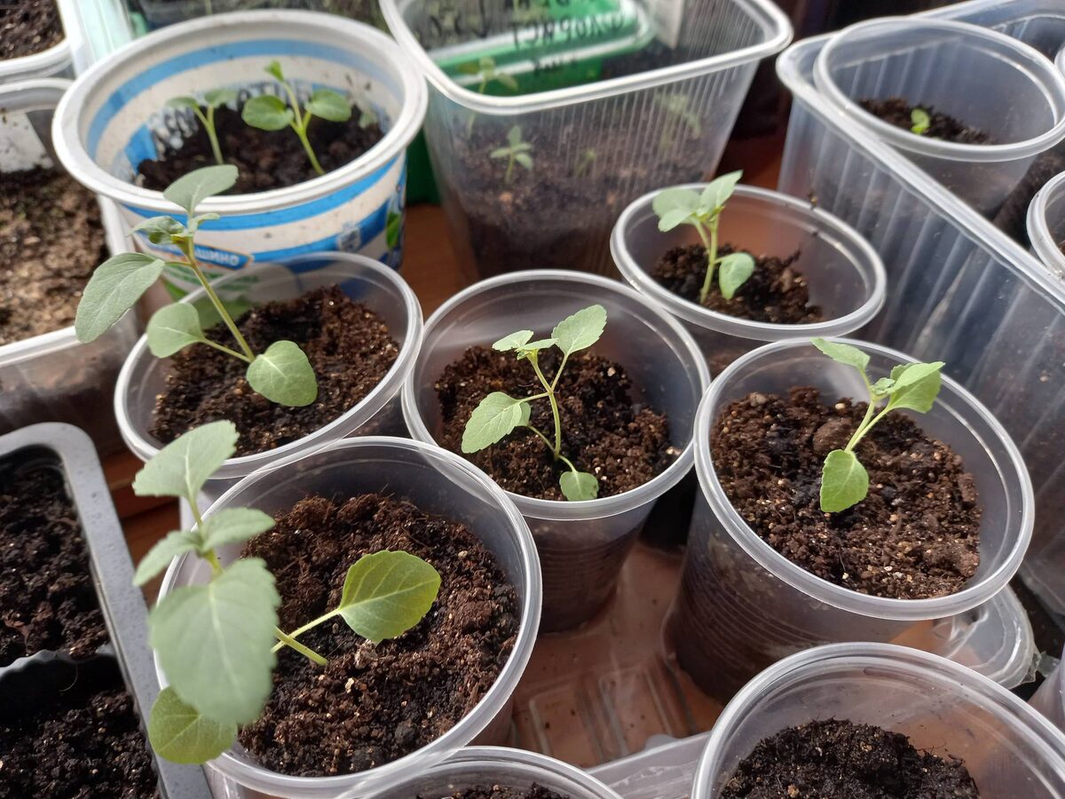 Зайчики мои