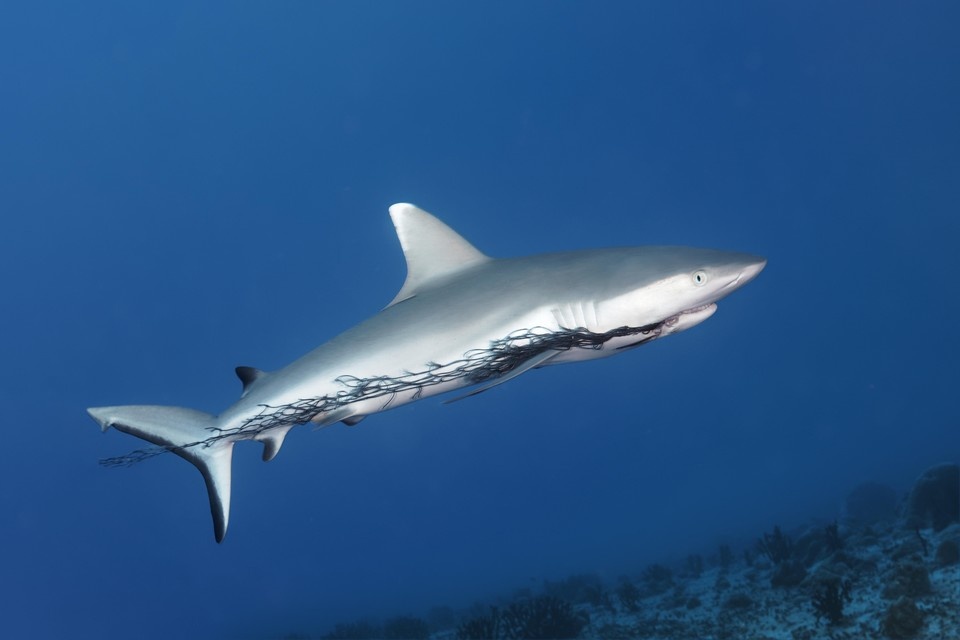    13-летний подросток в Бразилии скончался от потери крови после укуса акулы GLOBAL LOOK PRESS