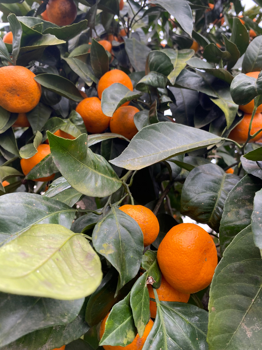 Мандарины поздние