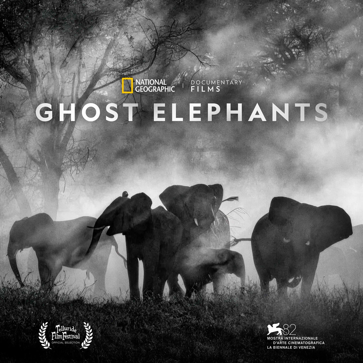 Например, одна из недавних его работ «Слоны-призраки» показывает горы Анголы. Изображение: постер к фильму / Кинопоиск