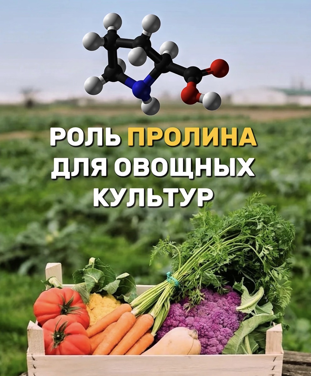 Пролин для овощных культур 