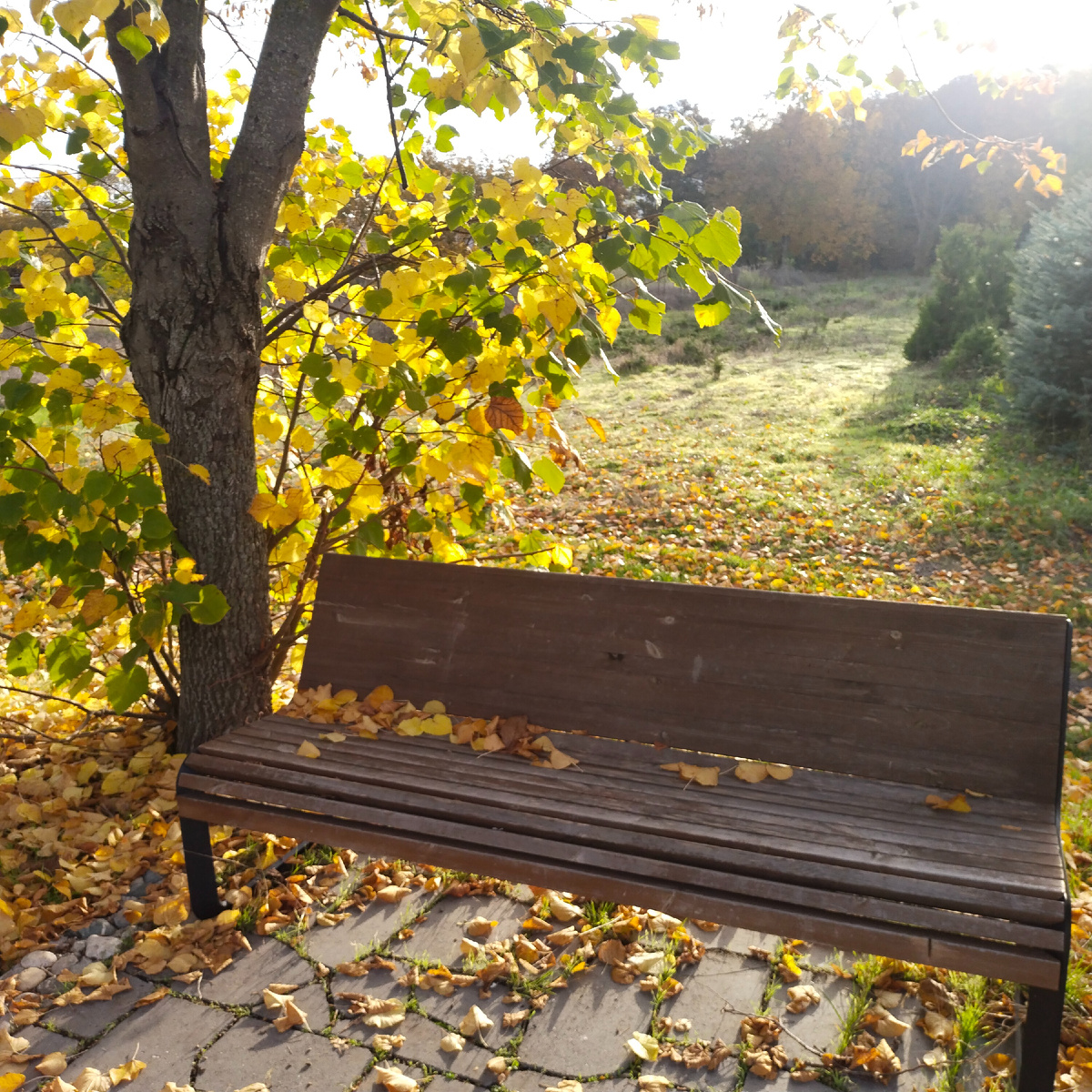 Вот осенний снимок нашла