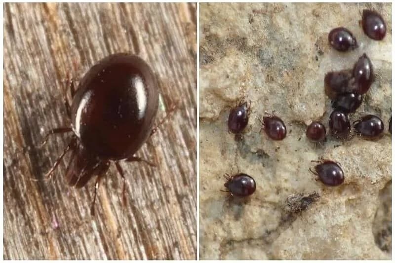 Фото 1 - Панцирные клещи.