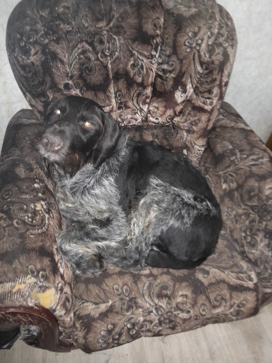 На правах члена семьи в кресле.