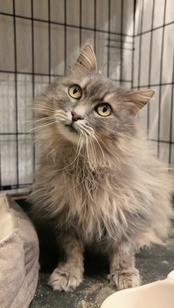 Такой наклон головы всегда треводжный знак. Фото из архива автора