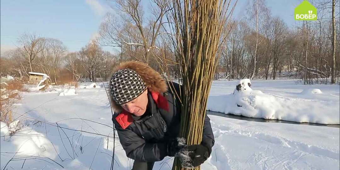 Как правильно заготовить иву для плетения