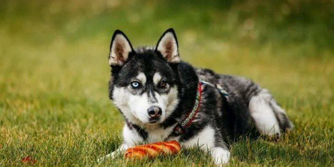 Эти 4 породы не подходят новичкам: кого не стоит заводить первой собакой