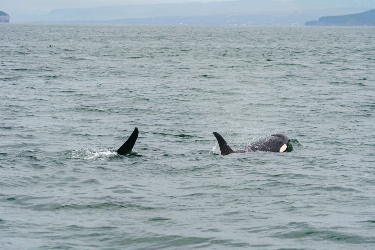 Фото Вместе Тревел. Косатки на Камчатке 