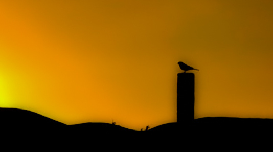 Вирусная гипотеза: почему все говорят, что пирамиды строили не египтяне и гораздо раньше, чем думали