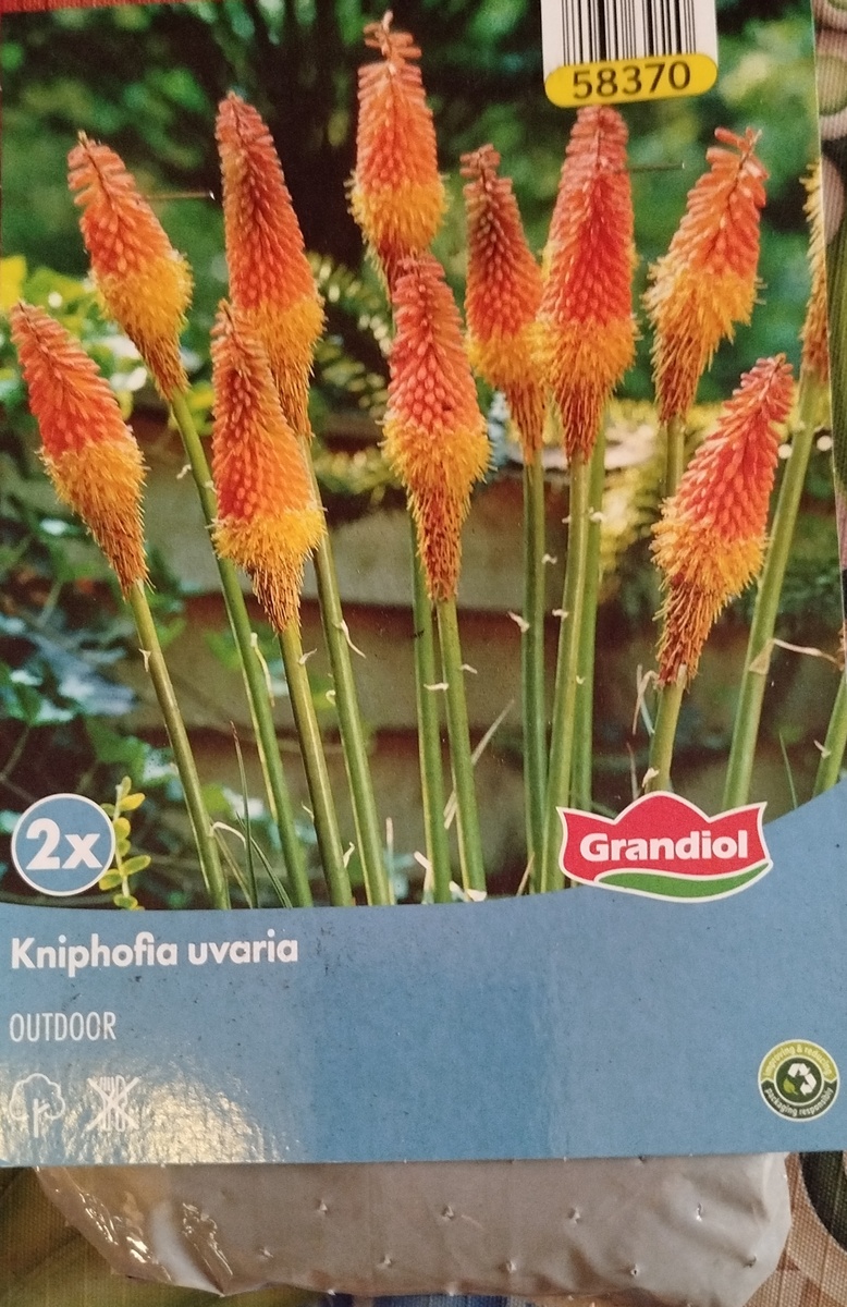 Фото автора. Книфофия.