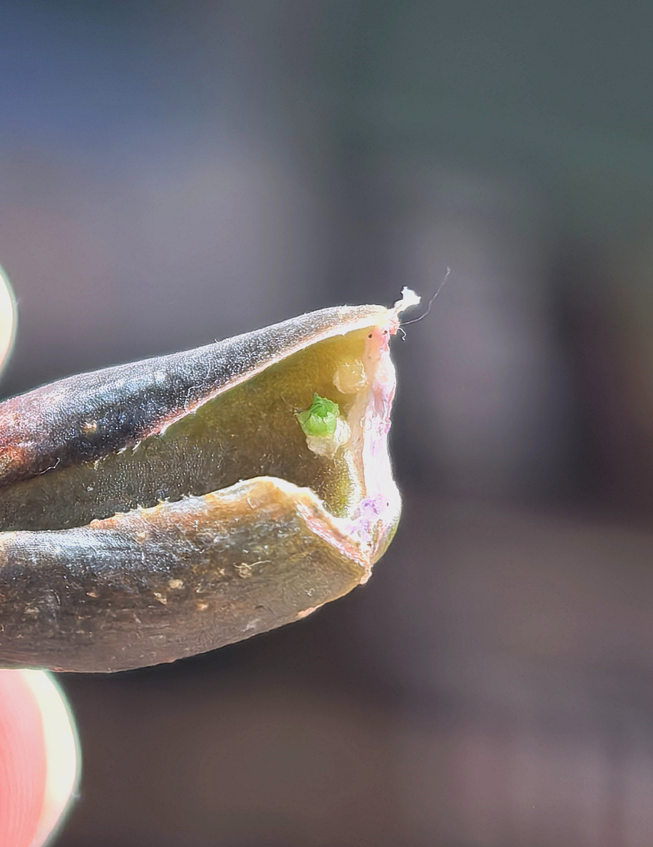 Фото 2 - Детка и корень на листе хавортии.