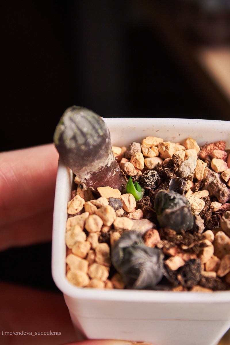 Фото 1 - Детка на листе Haworthia Springbokvlakensis Makai Mutant