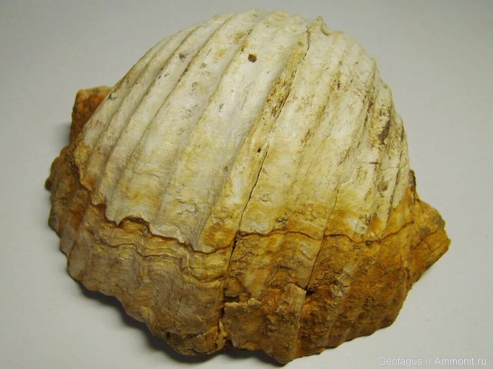 Окаменевшая раковина Gigantoproductus sp. 