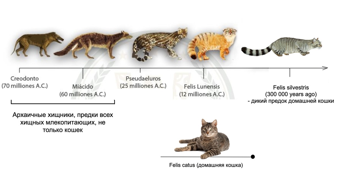 Предки современных домашних кошек: 70 млн лет эволюции привели к появлению Felis catus - современной домашней кошки