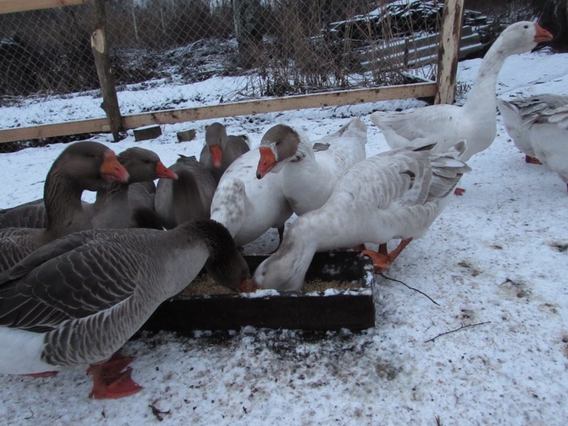 Яндекс Картинки