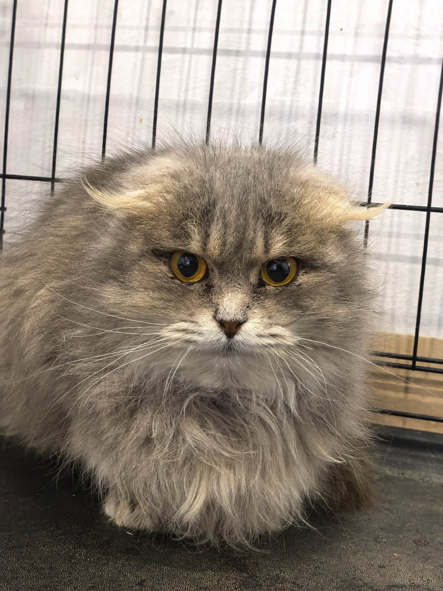 Вроде бы маленькие ушки, а вроде и очень заметные. Фото из архива автора