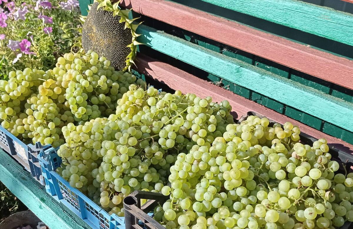 Урожай 2023 года. В последние два года было мало.