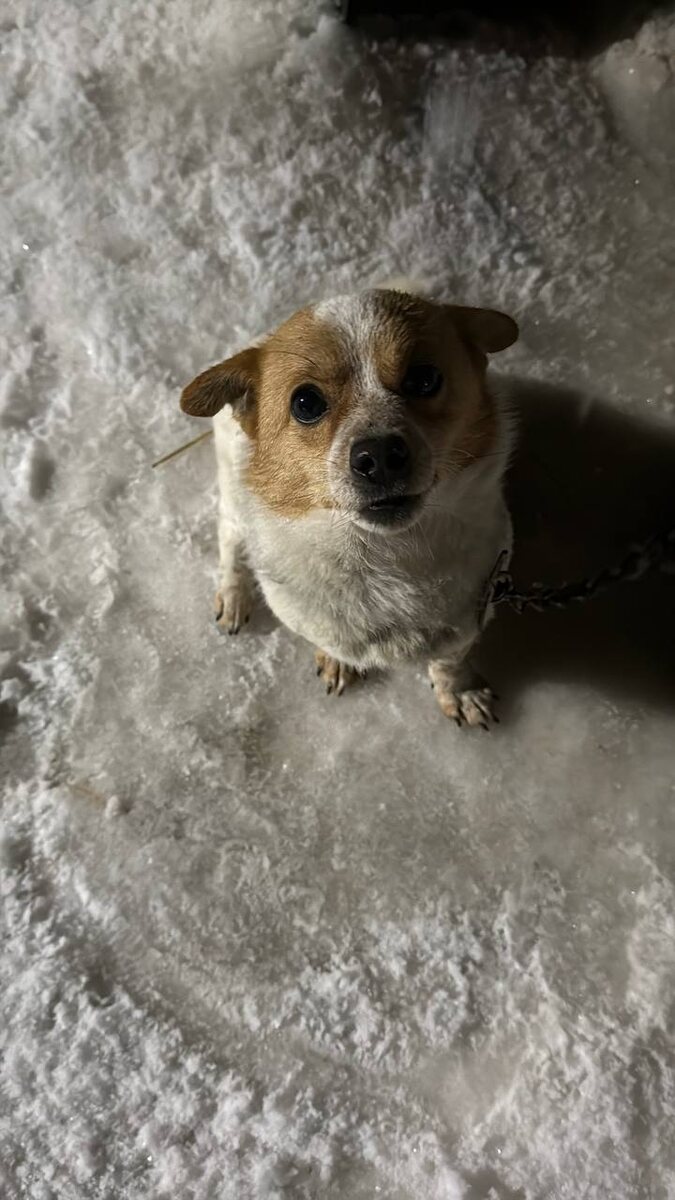 Второй крошечный кандидат на безвозвратный отлов((( Фото из архива автора