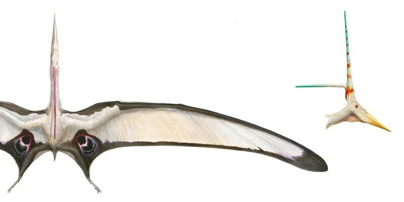 Строение крыльев никтозавра