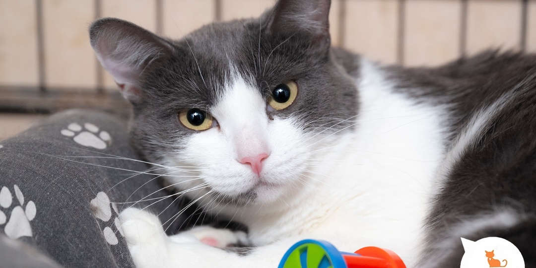 Шерстяная радость