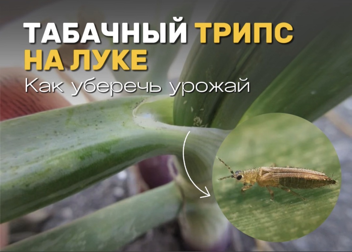 Табачный трипс на луке