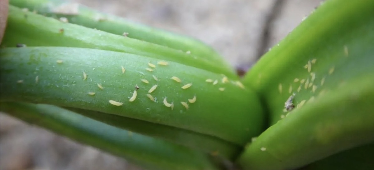 Табачный трипс на луке 