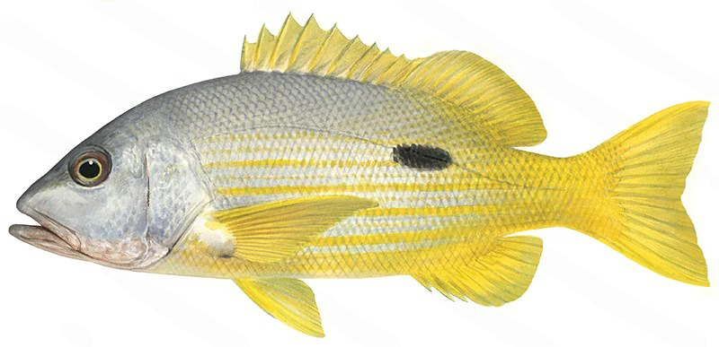 Lutjanus fulviflamma