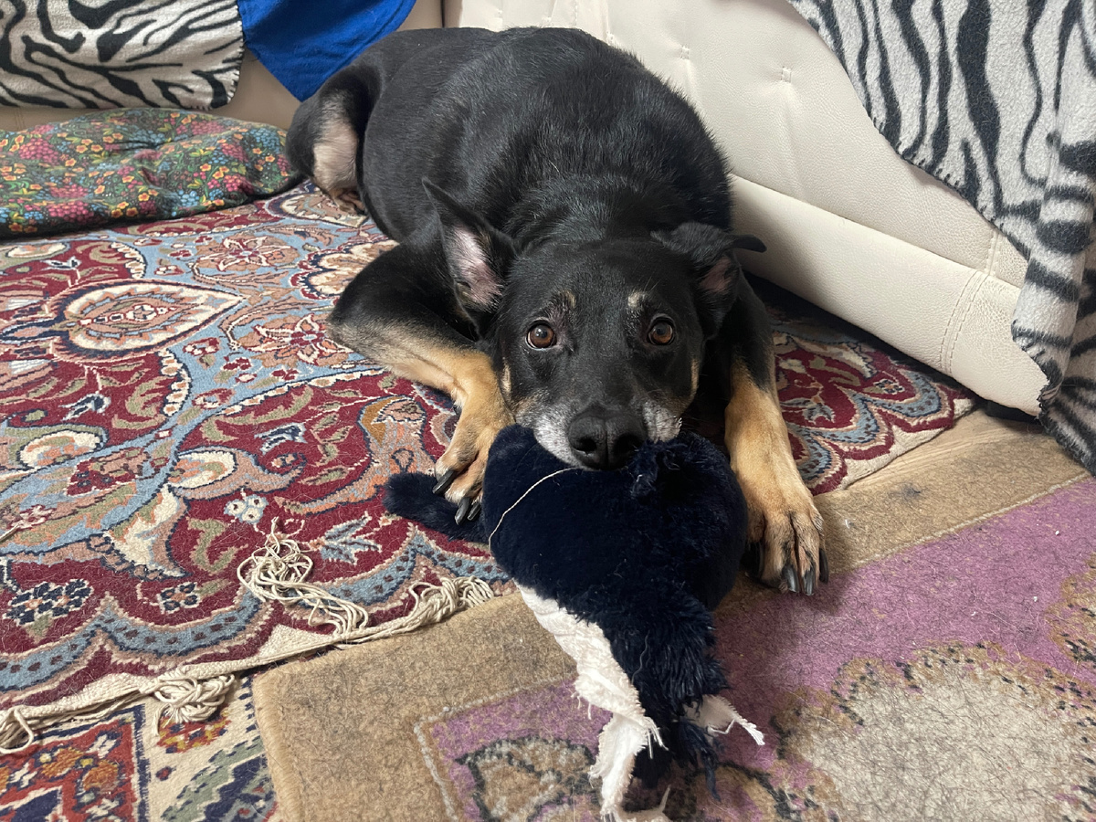 Это я с одной из новых игрушек. Ее мне на День Рождения подарили 😍! Правда... Сейчас она выглядит слегка иначе 😅! Увидеть ее можно как раз в ТГ-канале 😉!