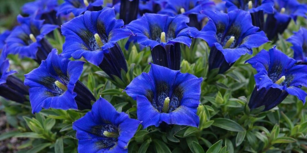 Этот цветок не кричит, а завораживает: многолетник, который нужно сеять уже в феврале