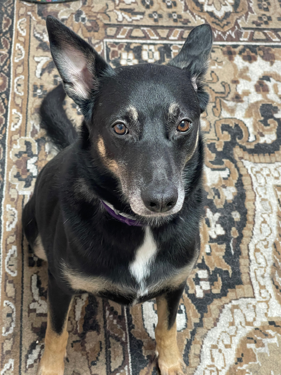 Но... Сначала... Я... Тебя... Загнипнотизирую... Чтобы ты... Подписался на меня... (уже хочу, чтобы была 1 тысяча подписчиков)... На лайк... И... Донат... Но это по желанию 😅 И отдельной кнопке 😁 Всё! Гипноз завершен! Продолжаем 😉!