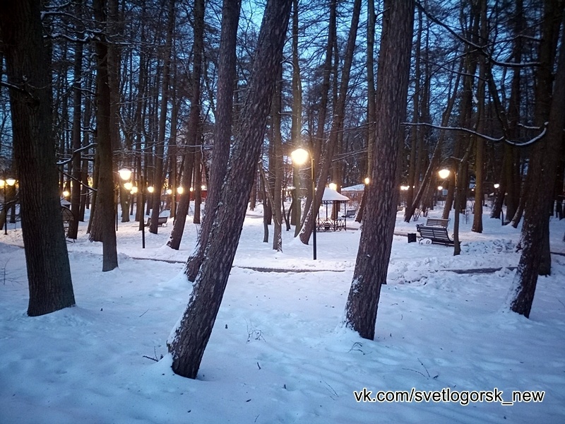 Светлогорск, заснеженный Лиственничный парк