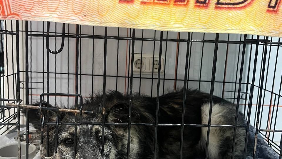 КРОХЕ КНОПЕ НУЖНА ПОМОЩЬ НА ЛЕЧЕНИЕ