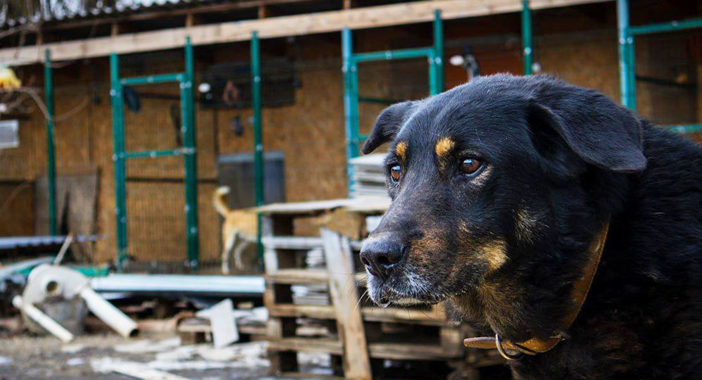 Волонтеры, помогающие животным, приглашают волгодонцев на чаепитие